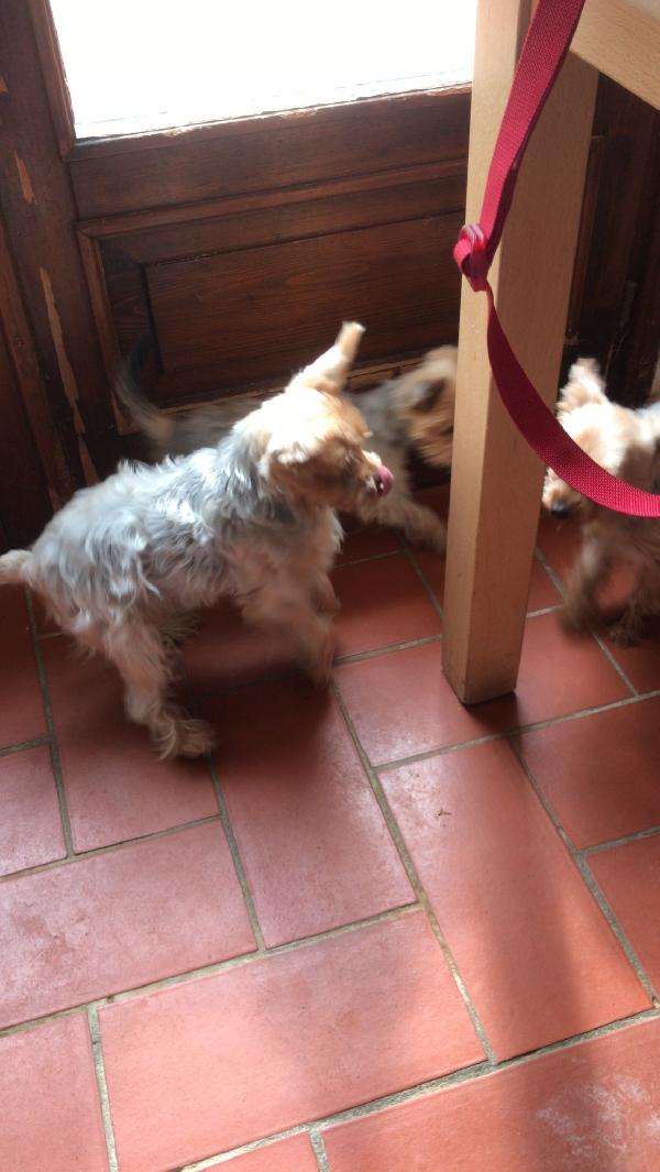 Do in adozione gratuita 8 cagnolini yorkshires da Monzambano in provincia di Mantova